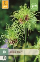 Allium hair 10 bollen