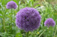 ALLIUM HIS EXCELLENCY