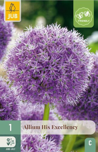 Allium His Excellency 1 bol - afbeelding 3