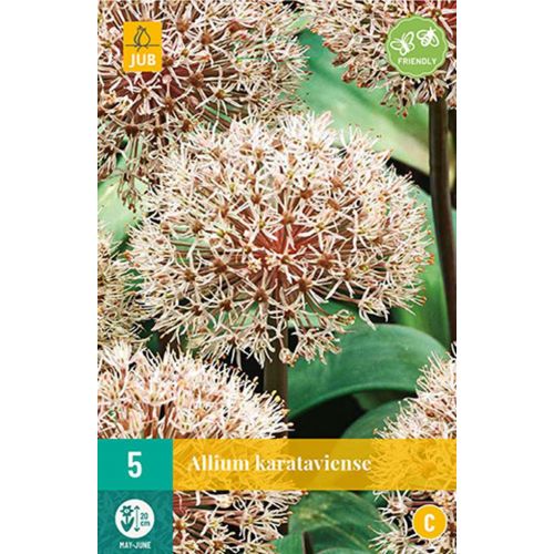 Allium karataviense 5 bollen - afbeelding 1