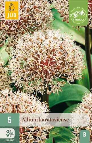 Allium karataviense 5 bollen - afbeelding 4