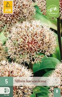 Allium karataviense 5 bollen - afbeelding 4