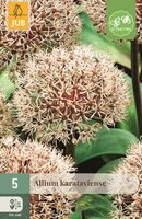 Allium karataviense 5 bollen