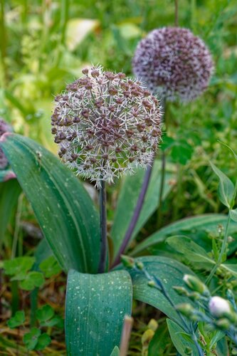 ALLIUM KARATAVIENSE