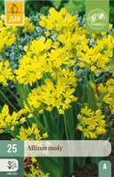 Allium moly 25 bollen - afbeelding 4