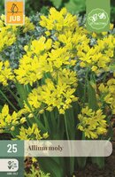 Allium moly 25 bollen