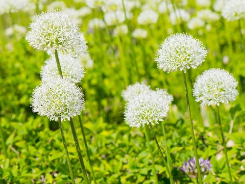 Allium Mount Everest 1 bol - afbeelding 3
