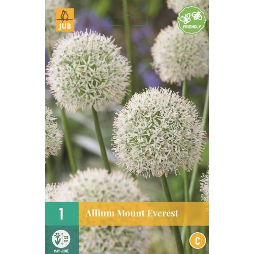 Allium Mount Everest 1 bol - afbeelding 1