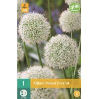 Allium Mount Everest 1 bol - afbeelding 2