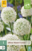 Allium Mount Everest 1 bol - afbeelding 3