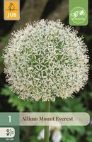 Allium Mount Everest 1 bol