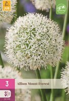 Allium mount everest 3 bollen