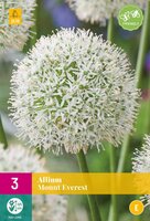 Allium mount everest 3 bollen - afbeelding 2