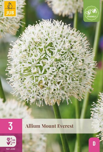 Allium mount everest 3 bollen - afbeelding 3