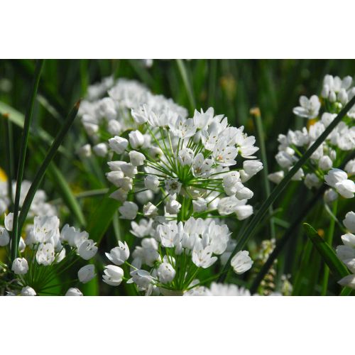 Allium neapolitanum 25 bollen - afbeelding 2