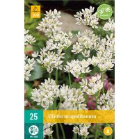 Allium neapolitanum 25 bollen - afbeelding 2