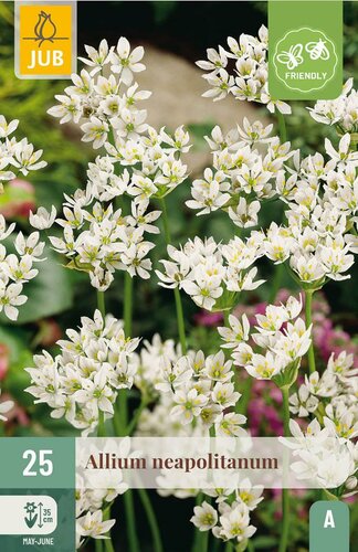 Allium neapolitanum 25 bollen - afbeelding 3