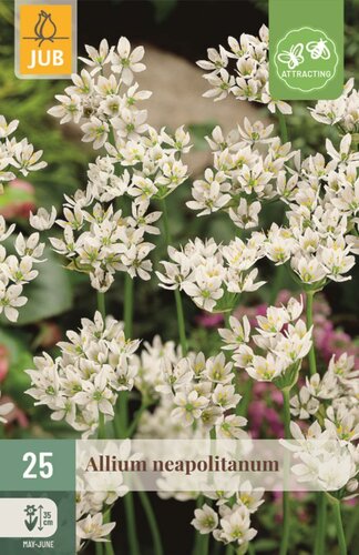 Allium neapolitanum 25 bollen - afbeelding 1