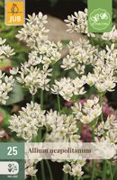 Allium neapolitanum 25 bollen