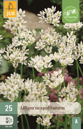 Allium neapolitanum - afbeelding 1