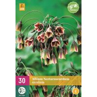 Allium nectaroscordum siculum 30 bollen - afbeelding 1