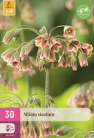 Allium nectaroscordum siculum 30 bollen