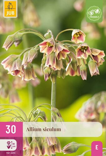 Allium nectaroscordum siculum 30 bollen - afbeelding 3