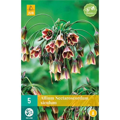 Allium nectaroscordum siculum 5 bollen - afbeelding 1