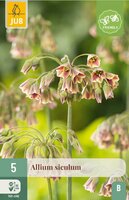 Allium nectaroscordum siculum 5 bollen - afbeelding 3
