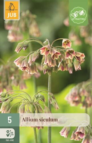 Allium nectaroscordum siculum 5 bollen - afbeelding 1