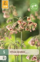 Allium nectaroscordum siculum 5 bollen