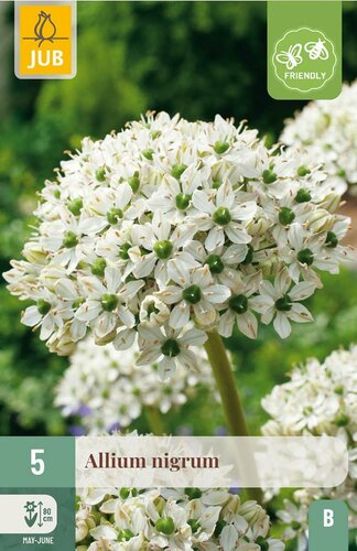 Allium nigrum 5 bollen - afbeelding 3