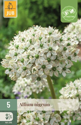 Allium nigrum 5 bollen - afbeelding 1