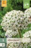 Allium nigrum 5 bollen