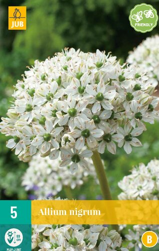 Allium nigrum 5 bollen - afbeelding 1