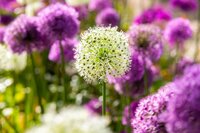 Allium paars & wit mix 15 bollen - afbeelding 2