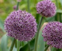 Allium party balloons 1 bol - afbeelding 2