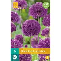 Allium purple sensation 5 bollen - afbeelding 3