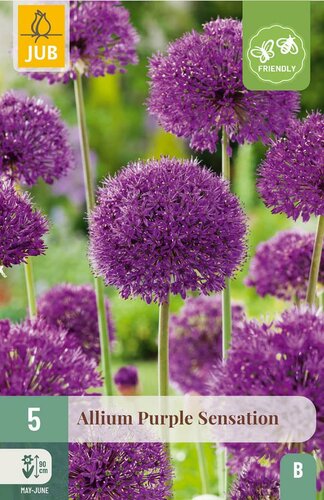Allium purple sensation 5 bollen - afbeelding 4