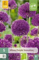 Allium purple sensation 5 bollen - afbeelding 4