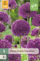 Allium purple sensation 5 bollen