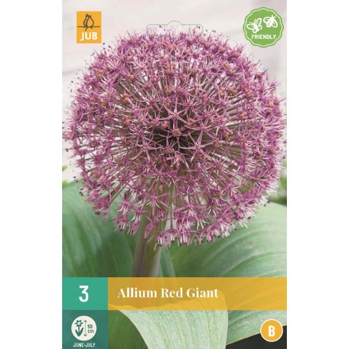 Allium karataviense 'Red Giant'