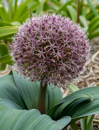 Allium karataviense 'Red Giant'