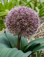 Allium karataviense 'Red Giant'