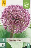 Allium red giant 3 bollen - afbeelding 3