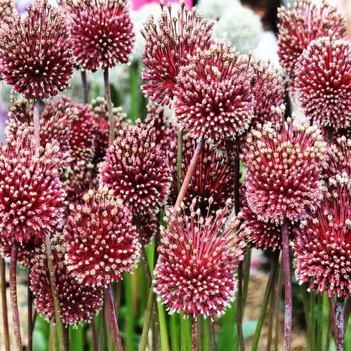 Allium red mohican 2 bollen - afbeelding 3