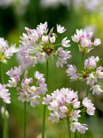 Allium Roseum 25 bollen - afbeelding 3