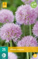 Allium Roseum 25 bollen - afbeelding 3