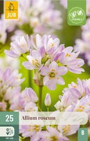 Allium Roseum 25 bollen - afbeelding 4
