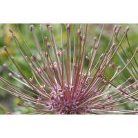 Allium schubertii 3 bollen - afbeelding 2